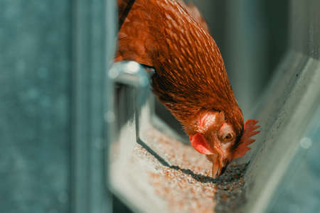 Close up of chicken hen feeding in cage, selective focusの写真素材