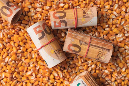 Fifty euros bankrolls, rolled European Union currency money over harvest corn maize grain, top view