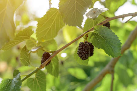 Ripe mulberry on morus tree branch, close up with selective focusの写真素材