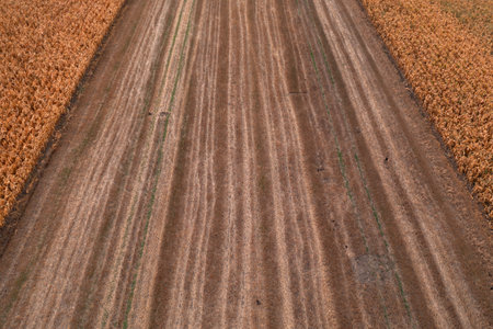 Wheat stubble field after harvest, drone pov high angle viewの写真素材