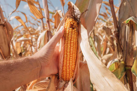 Farmer examining ear of corn with fusarium rot damage in field, close up of hand with selective...
