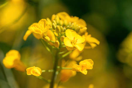 Blooming yellow rapeseed (Brassica Napus) flower in field, close up with selective focus