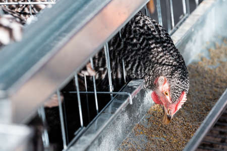 Close up of chicken hen feeding in cage, selective focusの写真素材