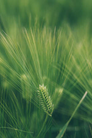 Unripe green wheat ears in cultivated plantation field, selective focusの写真素材