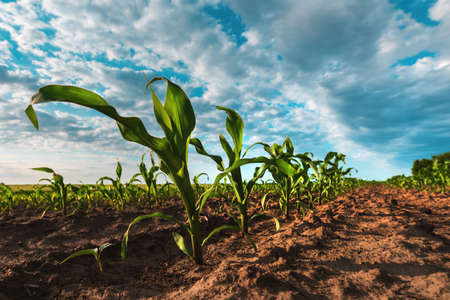 Young green corn crop plantation in late afternoon, wide angle shot with selective focus
