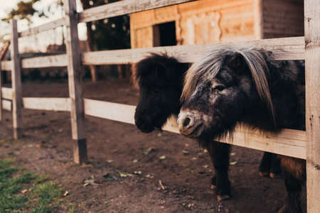 Shetland pony horses on the farm, closeup with selective focus