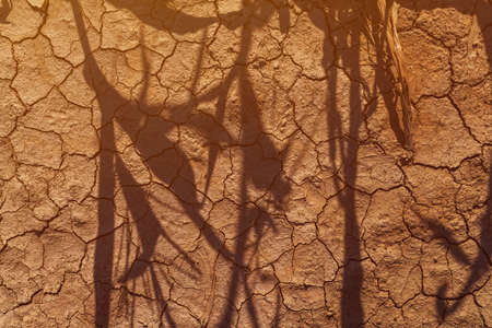Drought in corn field, shadow of corn crops on dry land with sunlight flare