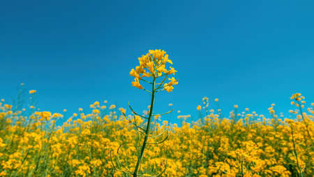 Rapeseed canola oilseed rape yellow flowers in cultivated field, Brassica napus cultivationの写真素材