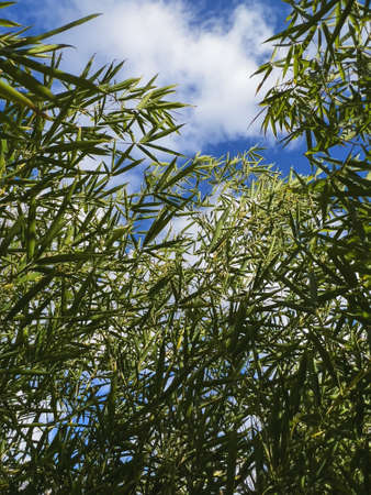 Green bamboo tree branches against blue sky, selective focusの写真素材