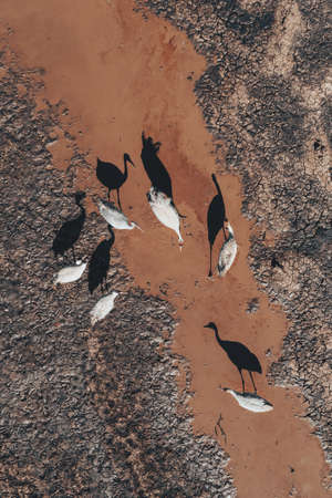 Flock of common crane (Grus grus) birds resting near the pond during springtime migration, aerial shot top down. Herons are apex predators in aquatic ecosystemsの写真素材