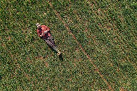 Farmer laying on the ground and using drone remote controller to observe cultivated wheat field, top view drone povの写真素材