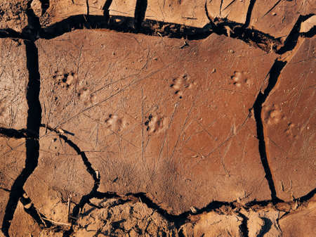 Wild animal tracks in dried mud, directly aboveの写真素材
