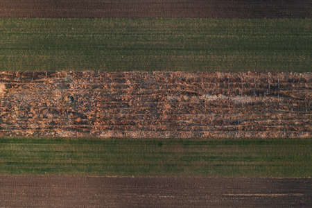 Abandoned vineyard from drone pov, aerial view