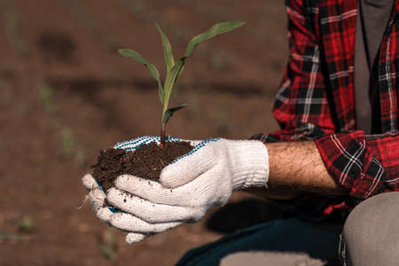 Corn crop sprout in male farmer's hands, close up with selective focus
