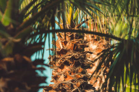 Palm trees at tropical seaside landscape in summer, summertime vacation and holiday backgroundの写真素材
