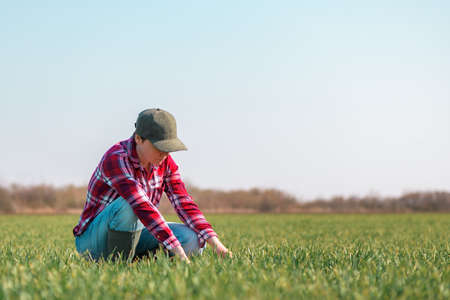 Farmer examining wheat seedling in cultivated field, female farm worker checking cereal crop...