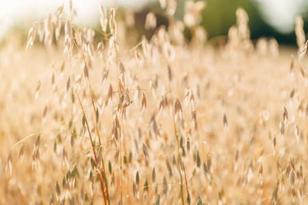 Ripe oat crops in field ready for harvest, swaying in wind, selective focus