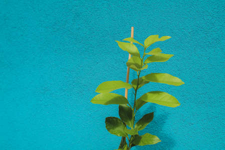 Small lemon tree growing in pot, copy space included