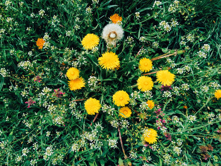 Dandelions in spring meadow, top view image of wildflowersの写真素材