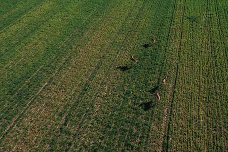 Aerial shot of group of roe deer running over cultivated wheat grass field, high angle viewの写真素材