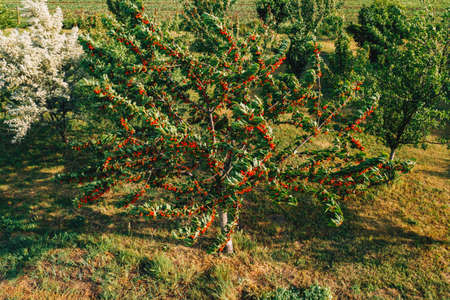 Sweet cherry fruit tree in orchard, high angle aerial view from drone pov on sunny spring day