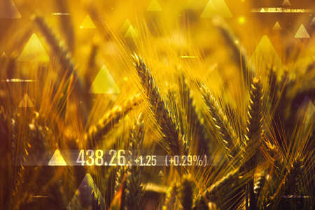 Wheat commodity price increase, conceptual image with cereal cropsの写真素材