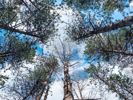 Low angle view of pinewood forest on sunny spring day, nature and environment concept background with sky and clouds aboveの写真素材