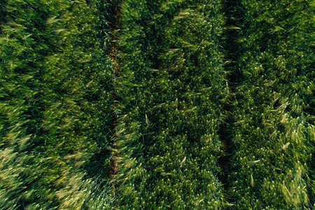 Green unripe barley (Hordeum Vulgare) crops from drone pov, top view