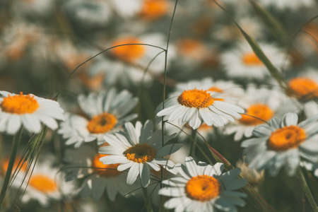 White tickseed oxeye daisy wild flower in meadow on sunny spring day, selective focus