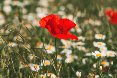 Papaver rhoeas or red poppy flower in white daisy meadow. This flowering plant is used a symbol of remembrance of the fallen soldiers. Selective focusの写真素材