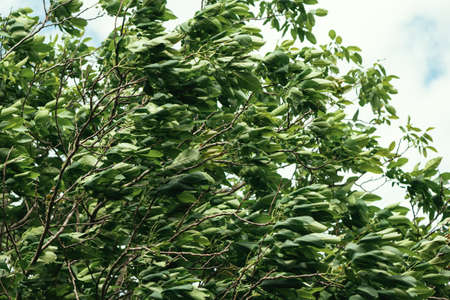 Wind blowing in walnut treetop with green leaves
