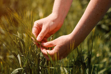 Agronomist touching unripe barley spikes in cultivated field. Closeup of female hand on plantation in agricultural crop management concept. Selective focus.の写真素材