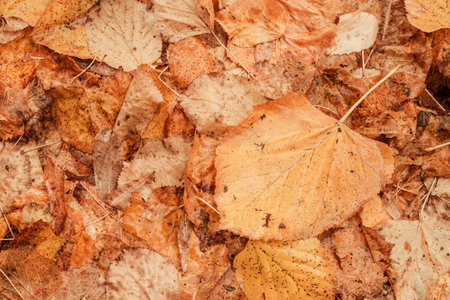 Top view closeup of dry autumn leaves on the ground as fall season background, vivid yellow foliage textureの写真素材