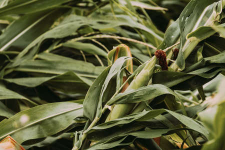 Corn crops with knocked over bent stem after severe wind storm in field, damaged maize plantationの写真素材