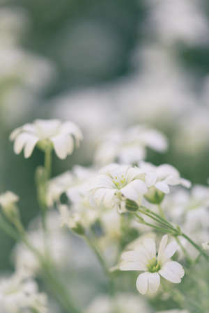 Cerastium tomentosum (snow-in-summer), herbaceous flowering plant, selective focusの写真素材