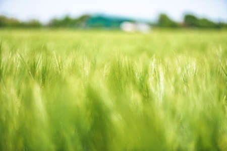 Green unripe barley plantation on sunny spring day, selective focusの写真素材
