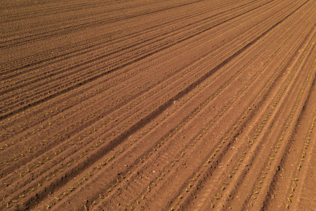 Aerial view of corn maize crop sprouts in cultivated agricultural field, drone pov. Agriculture and...