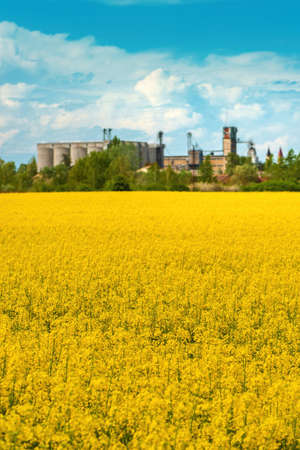 Blooming rapeseed crop field with yellow flowers, agricultural silos in background, selective focusの写真素材