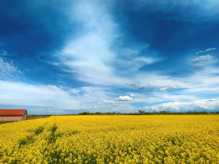 Beauty in nature, amazing blooming canola rapeseed plantation with horizon in background, selective focusの写真素材