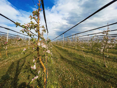 Apple fruit orchard with trees in bloom, diminishing perspective