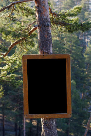 Notice board mockup attached to a pine tree in woodland, copy space imageの写真素材