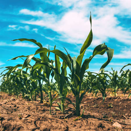 Knee high green corn crop sprouts in agricultural field, low angle view. Knee-high by the Fourth of July is an old saying by corn US farmers to measure success of plantation on Independence day. Selective focus.の写真素材