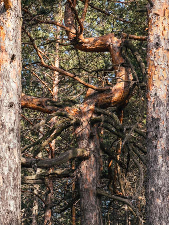 Dead pine tree at Divcibare, Serbia. Divcibare is famous tourist resort of Maljen mountain.の写真素材