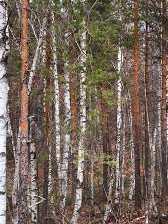 White birch and pine tree woodland landscape at Divcibare, Serbia in overcast springtime dayの写真素材