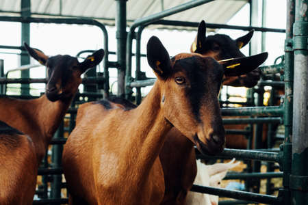 Domestic goat in ranch pen, selective focusの写真素材