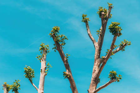 Tree topping and pollarding, small branches with green leaves growing at treetop after severe pruning against blue skyの写真素材