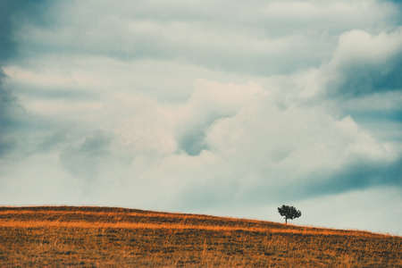 Lonely tree as grassy hill on cold overcast autumn morning, selective focus