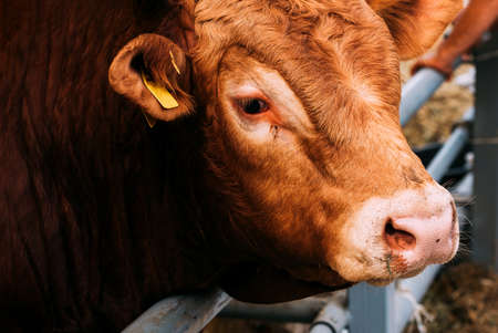 Closeup portrait of limousin bull looking at cameraの写真素材