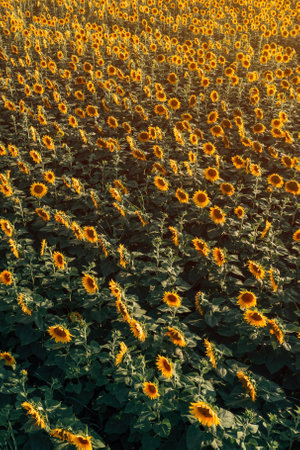 High angle view of blooming sunflower plantation field from drone point of view in summer sunset