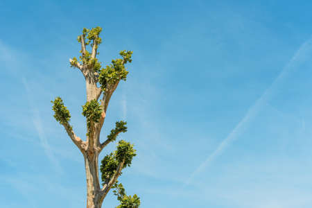 Tree topping, small branches with green leaves growing at treetop after severe pruning against blue...